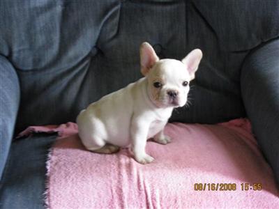 Dogs - French Bulldog