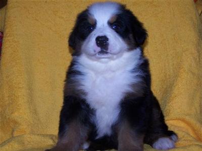 Bernese Mountain Dog Puppies for Sale