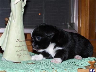 Chihuahua Puppies for Sale