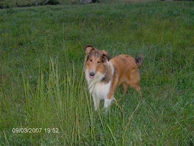 Dogs - Collie