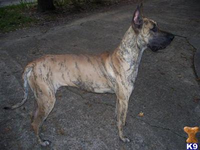 Stud Dogs in GA