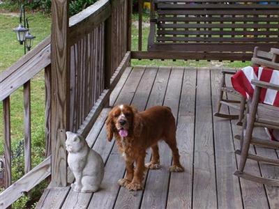 Stud Dogs in VA