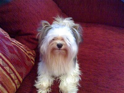 Puppies in DE