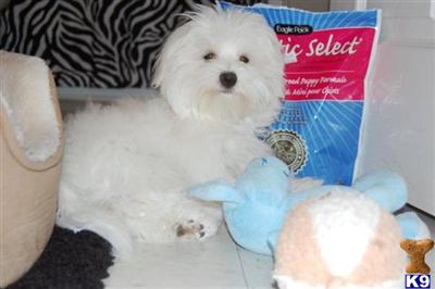 Stud Dogs - Maltese