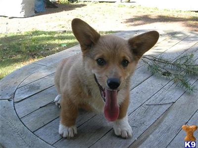 Pembroke Welsh Corgi Puppies for Sale