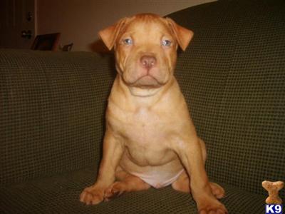 Puppies in IN