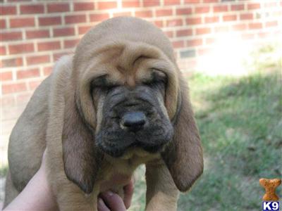 Puppies in VA
