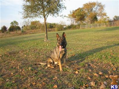 Dogs - German Shepherd