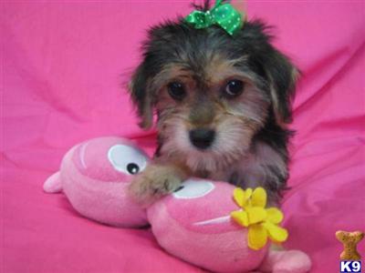 Puppies in OH