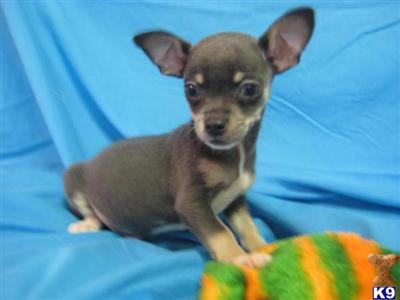 Puppies in OH