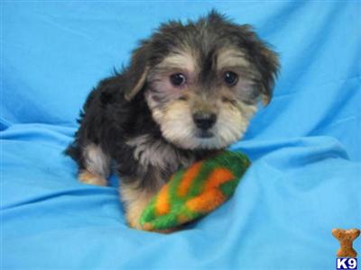 Puppies in OH