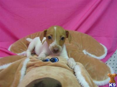 Puppies in OH