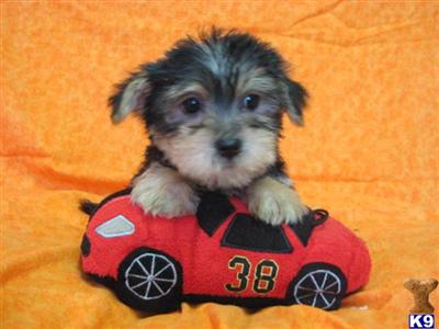 Puppies in OH