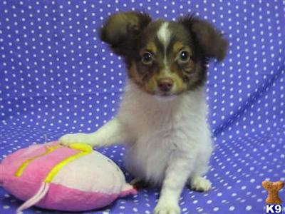 Papillon Puppies for Sale