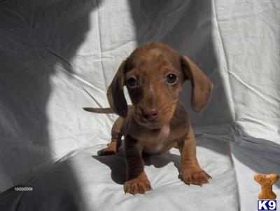 Puppies in OH