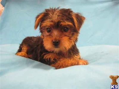 Puppies in OH