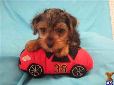 Puppies in OH