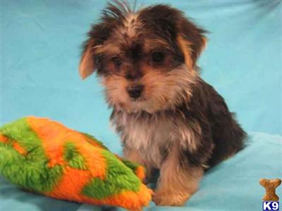 Puppies in OH