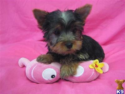 Yorkshire Terrier Puppies for Sale