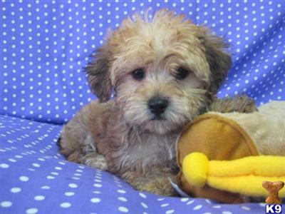 Yorkshire Terrier Puppies for Sale