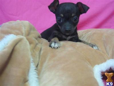 Chihuahua Puppies for Sale
