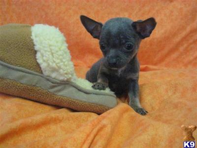 Chihuahua Puppies for Sale