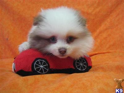 Pomeranian Puppies for Sale
