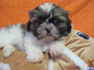 Shih Tzu Puppies for Sale