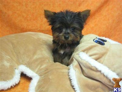 Yorkshire Terrier Puppies for Sale