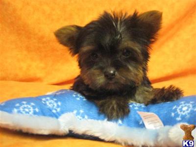 Yorkshire Terrier Puppies for Sale