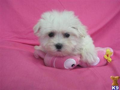 Maltese Puppies for Sale
