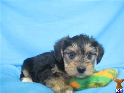 Yorkshire Terrier Puppies for Sale