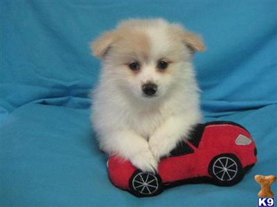 Puppies in OH