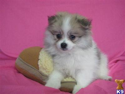 Puppies in OH