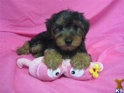 Puppies in OH