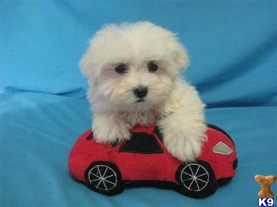 Puppies in OH