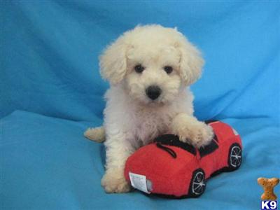 Bichon Frise Puppies for Sale