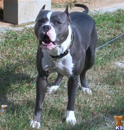 Stud Dogs in LA