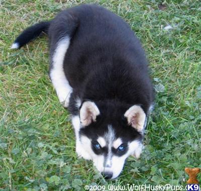 Wolf Dog Puppies for Sale