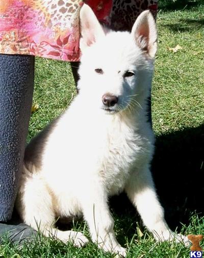 Alaskan Malamute Puppies for Sale