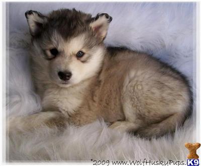 Alaskan Malamute Puppies for Sale