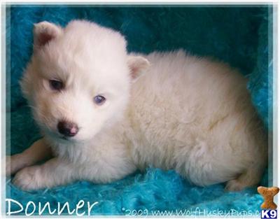 Siberian Husky Puppies for Sale