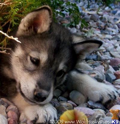 Alaskan Malamute Puppies for Sale