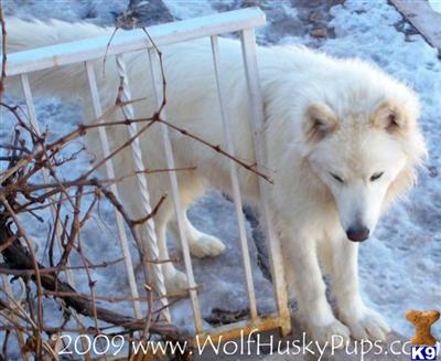 Wolf Dog Puppies for Sale