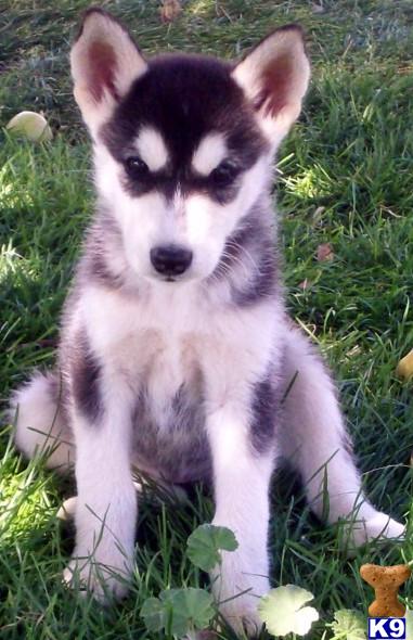 Alaskan Malamute Puppies for Sale
