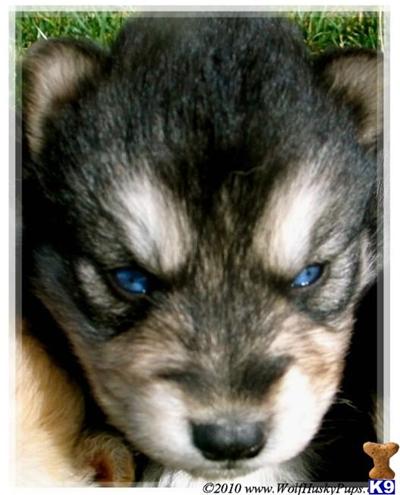 Wolf Dog Puppies for Sale