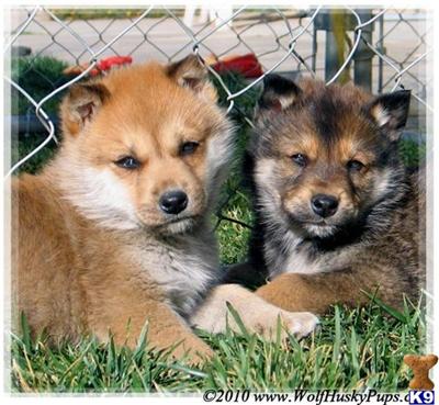 Wolf Dog Puppies for Sale