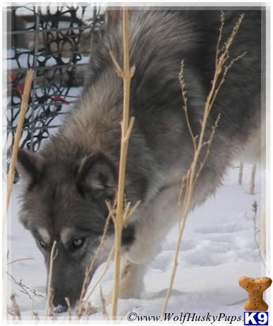 Wolf Dog Puppies for Sale