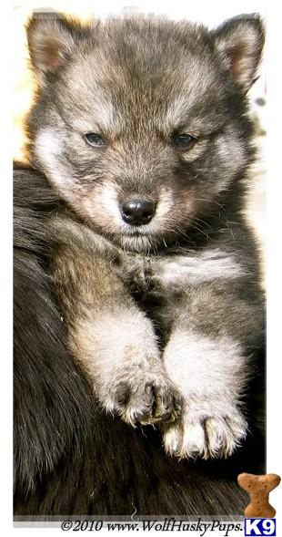 Wolf Dog Puppies for Sale