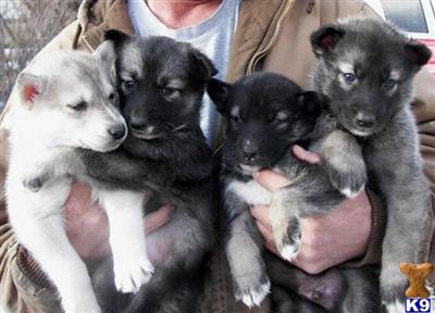 Wolf Dog Puppies for Sale